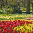 Keukenhof