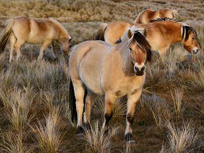 Fjordenpaarden in het Solleveld